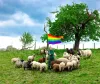Not interested in ewes: 'gay sheep' avoid slaughter and dominate a New York catwalk