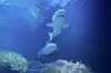 CITES members agree on enhanced protection for sharks and rays