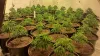 Three marijuana plantations discovered within 48 hours