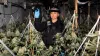 Police raid reveals £2m cannabis farm
