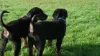 Police recruits Rottweiler puppies named after gangsters