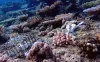 Autonomous Robot Aims to Revitalize the Great Barrier Reef