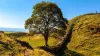 Charities support MP's bill to protect iconic trees