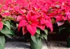 Tips for Choosing a Poinsettia Plant That Will Thrive in Your Home