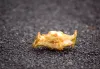 Reasons to Never (Ever) Dispose of an Apple Core from Your Car Window