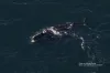 Endangered Whale's Remarkable Journey: Traveling 3,000 Miles from Ireland to Boston Leaves Experts Amazed