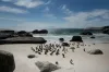 Research finds that large numbers of African penguins died from starvation near South Africa