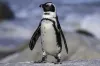 Scientists Believe They Have Identified the Cause of Death for 60,000 Penguins on 2 Remote Islands