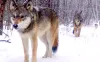 Could deer hunters in Minnesota be illegally killing wolves?
