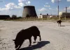 Study Suggests Rapid Evolution in Chernobyl's Dogs
