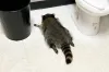 Raccoon's Drunken Rampage Ends with a Nap by the Toilet