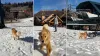 Video Shows Golden Retriever's First Snow Experience in Years