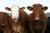 FDA approves new topical drug for treating screwworm and fever tick in cattle