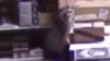 New footage of intoxicated raccoon found unconscious in Virginia liquor store