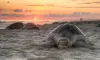A Sea Turtle Stampede Possibly Triggered by an Ancient Earthquake