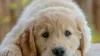 Golden Retriever Puppy with Impressive Language Skills Will Capture Your Heart Instantly