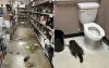 VIDEO: Raccoon Sneaks Into Liquor Store and Gets Intoxicated