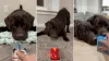 Video: Dog's Reaction to Toy Car Replacement