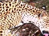 Rare Sightings of Jaguar in Arizona Raise Hopes for Species Recovery