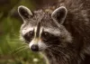 Man Gets Bitten on Face and Hands by Rabid Raccoon After Trying to Rescue Injured Animal